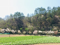 태백의 벚꽃엔딩은 아직 멀었나 봄~