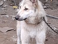 아직 어린 가시나입니다...