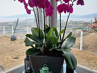 비오고 나서 썬룸 정리하고..