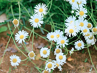 [6. 7 일요걷기] 물의 정..