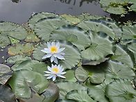 20260725 안산길 곰이네님..