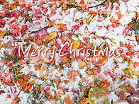 [251206/토/니키타리딩] ..