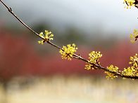 3/14 /토/ 구례섬진강수달..