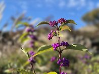 10/9(금) - 합천황매산