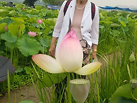 2020 7.17,관곡지