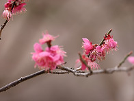 매화 꽃(백련사)