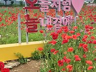 황룡강 꽃