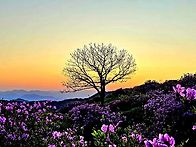 황매산 낙조