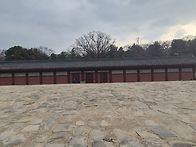 봉은사 홍매화 보구