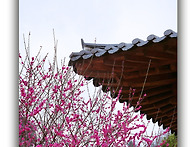 3월18일 『수요일』 봉은사..