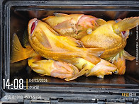 2월 죽변항 황열기..