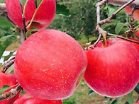 apple (애플, 사..