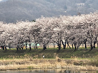 북천 벚꽃들의 향연