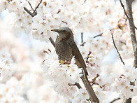 직박구리새 의 진수성찬