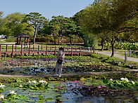 부여 궁남지 수련꽃