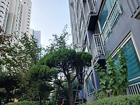 9월 30 단지 내 가이스까향나무 전지 작업..
