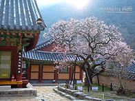 고불매