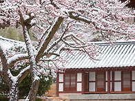 설중매