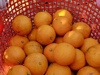 과즙팡팡 못난이 ..