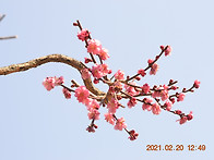 자장매(통도사 홍매화)