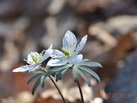 변산아씨(변산바람꽃)