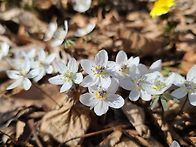 야생화 군락지 방문