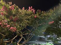 순교자 라우렌시오