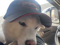 지기님 모자 잘쓰겠습니다..