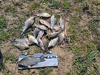 완연한 봄이 왔어요ㅋ