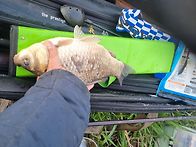 마릿수 타작(조행기 연습중..