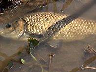 집앞 하천에서~~~