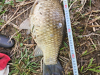 신가리 둠벙 이제시작이네..