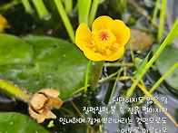 누구나 꽃 한 송이쯤은 너..