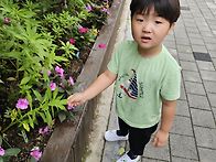 봉선화 물들이기🌸