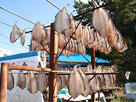 소나무 79차 영덕 축산항 ..