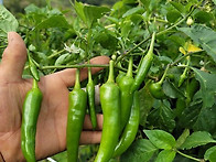 유기농 풋고추 1kg 5,5..