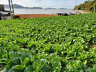 (주문폭주-보류)..