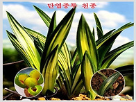 단엽중투 천종