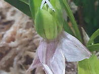 산반화