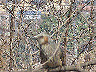 3월22일(일)문학산 일요산행