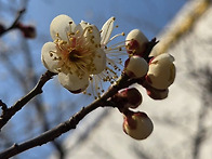 문학산(26,3,22.일. 백호대장님)