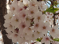 ** 여의도 벚꽃축제