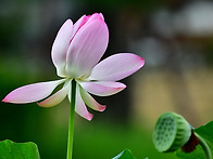 연