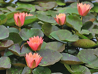 목요 인사.