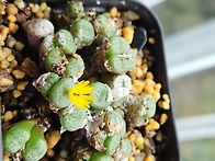 코노꽃