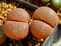 예쁘서 올려봅니다