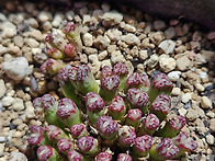 오랜만에. 코노