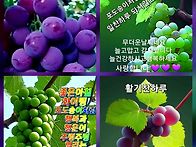 일요일 출석