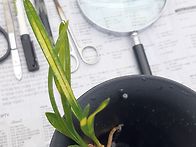 운무령(호피반)