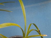 황금소(황화소심)분주